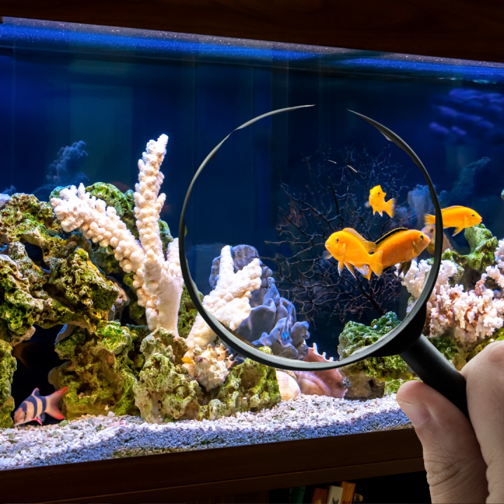 Moving With Large Aquariums: Precautions and Logistics Tips